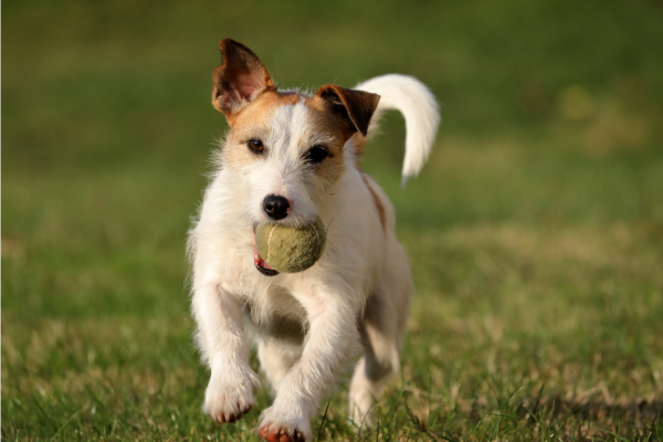 Pes Parson Jack Russell Teriér : Kompletní průvodce plemenem