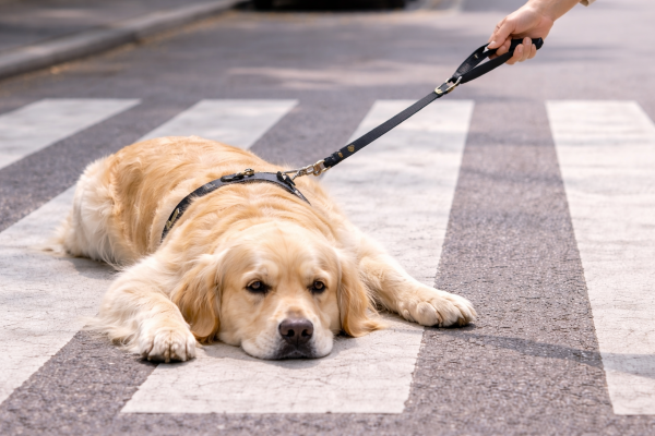 Proč najednou nechce chodit? Když se "vzdor" mění v tichou prosbu o pomoc