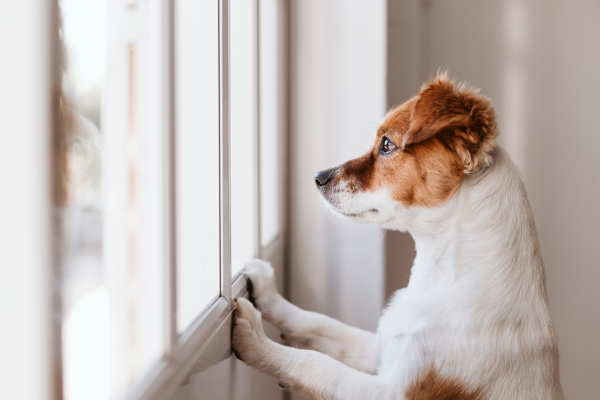 Jak naučit psa být sám doma? V klidu, postupně a bez krokodílích slz