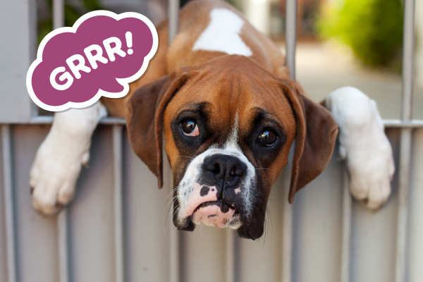 Proč pes vrčí? Naučte se rozumět jeho řeči, než přijde poslední varování