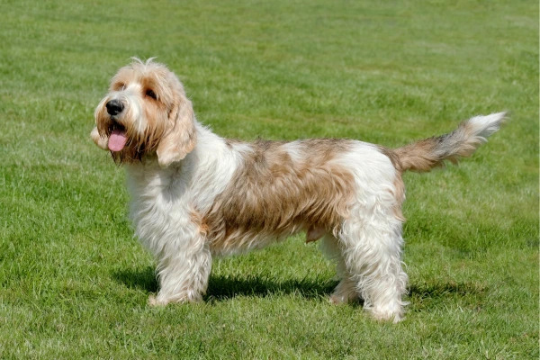 Petit Basset Griffon Vendéen: Energický a odolný společník
