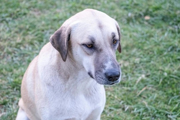 Jak uklidnit vystresovaného psa? Příčiny, příznaky a řešení
