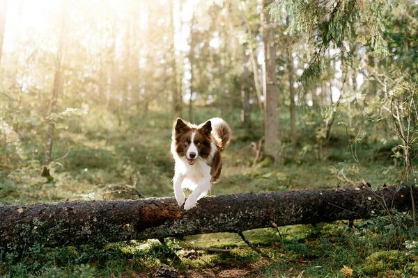 Problémy s klouby u psů a kloubní výživa: Co funguje na bolest, artrózu či dysplazii