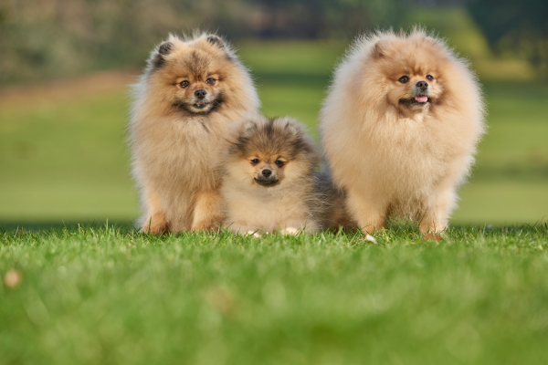 Pes Pomeranian : Kompletní přehled o plemeni