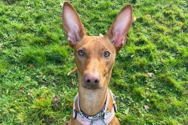 Pes Kanárský chrt (Podenco Canario) - Přehled plemene