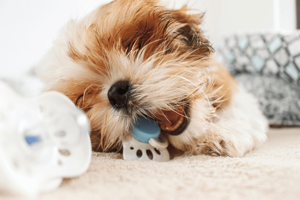 Přezubování u psů: Kdy štěně přezubuje a co když zub nevypadne?