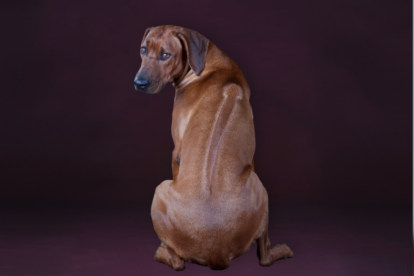 Pes Rhodéský ridgeback - kompletní přehled o plemeni