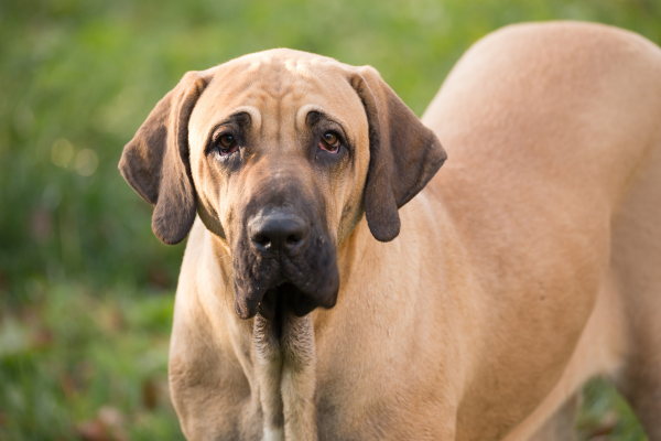 Fila Brasileiro (Brazilská Fila) - Kompletní přehled plemene