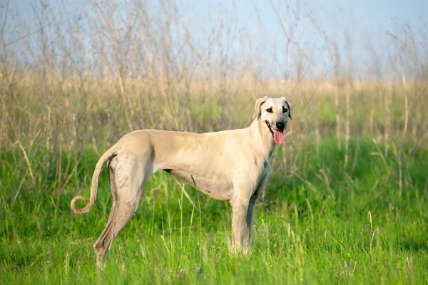 Sluga (Sloughi) je chrt, který vás okouzlí tichem i rychlostí