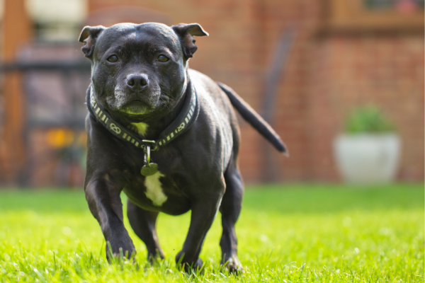 Stafordšírský bulteriér: svalnatý mazlík s velkým srdcem