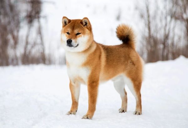Shiba Inu - náročnost, krmení a vycvik