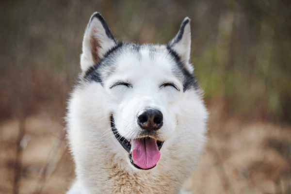 Může mít pes Downův syndrom? Fakta, která by měl znát každý pejskař