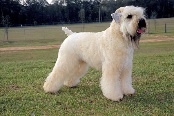 Pes Irský Soft Coated Wheaten Teriér: Komplexní Přehled Plemene