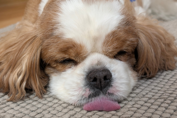 Spánkový maraton: Kolik spánku pes skutečně potřebuje?