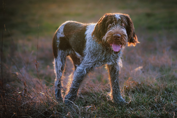 Italský Spinone - temperament, výcvik a zdraví