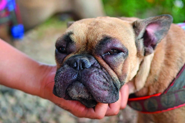 🐕 Potravinové alergie u psů - jak je odhalit a co s nimi?