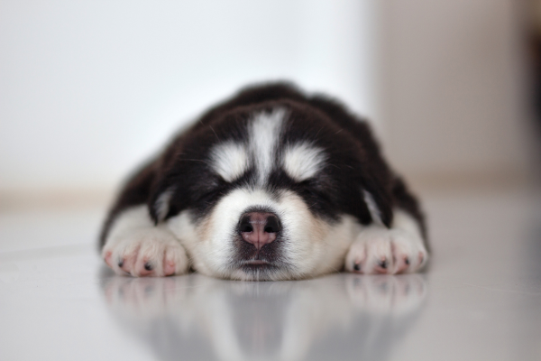 Vrozené a růstové vady u štěňat: jak je poznat a kdy je řešit s veterinářem?