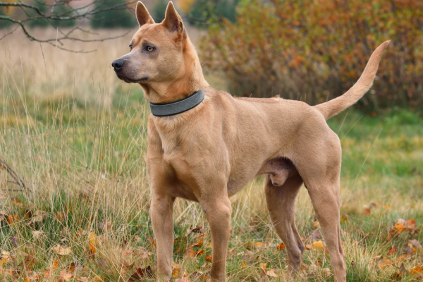 Thajský Ridgeback - vhodnost, výcvik a zdraví