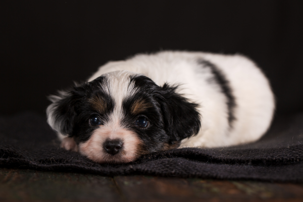 Trávicí problémy u štěňat: Co znamená průjem, zácpa nebo nafouklé bříško?