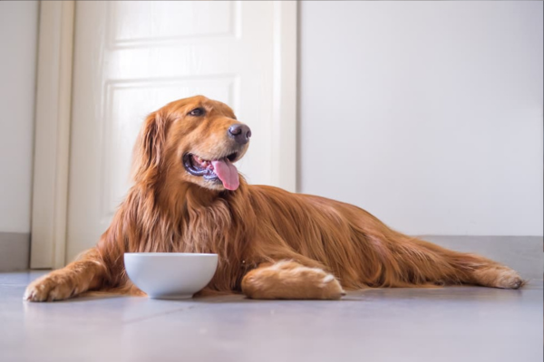 Jak poznat kvalitní granule pro psy?