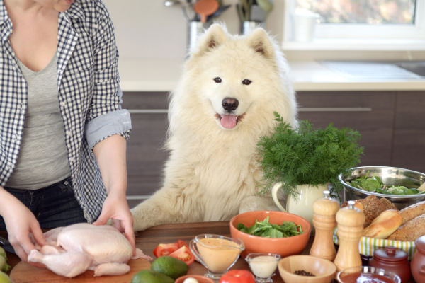 Jaterní dieta pro psy: recepty, které nezatíží játra