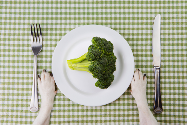 Vegetariánské granule pro psy | Inovativní způsob stravování nebo nebezpečný trend?