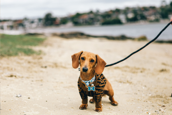 Pes reaguje přehnaně na jiné psy? Jak ho naučit klid a sebeovládání