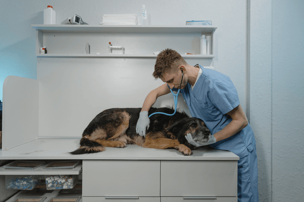 🧬 Rakovina u psů: Jak rozpoznat a léčit různé typy nádorů
