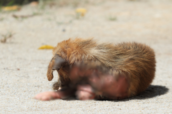 Jak vypadá svrab u psa a jak ho bezpečně poznat i léčit