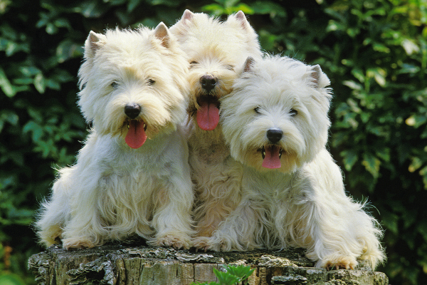 West Highland White Teriér - povaha a zdraví