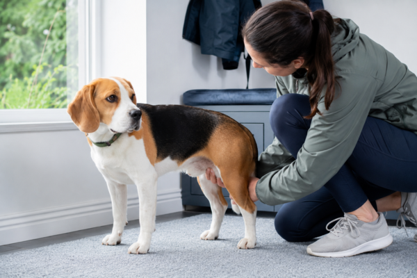 Zánět šourku u psa: Příčiny, příznaky a kdy jet k veterináři