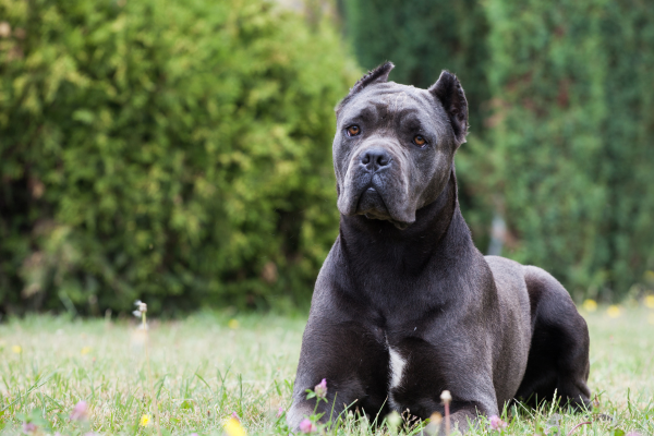 Plemeno Cane Corso Italiano