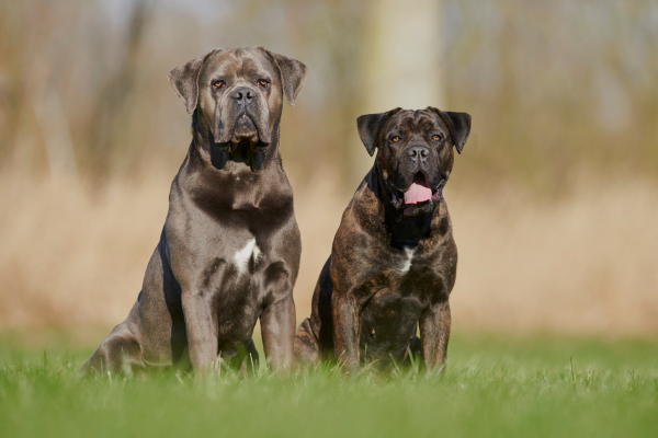 Cane Corso dvojice