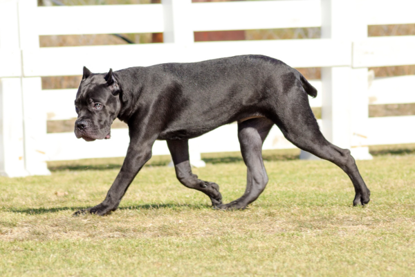 Cane Corso výcvik