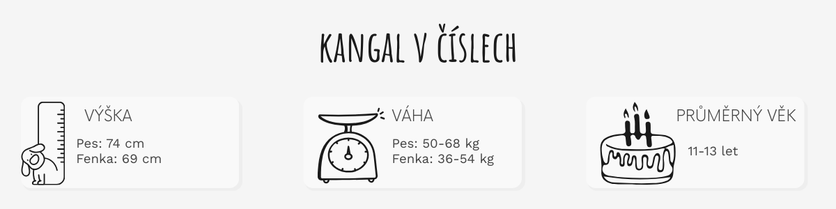 Kangal základní informace o plemeni