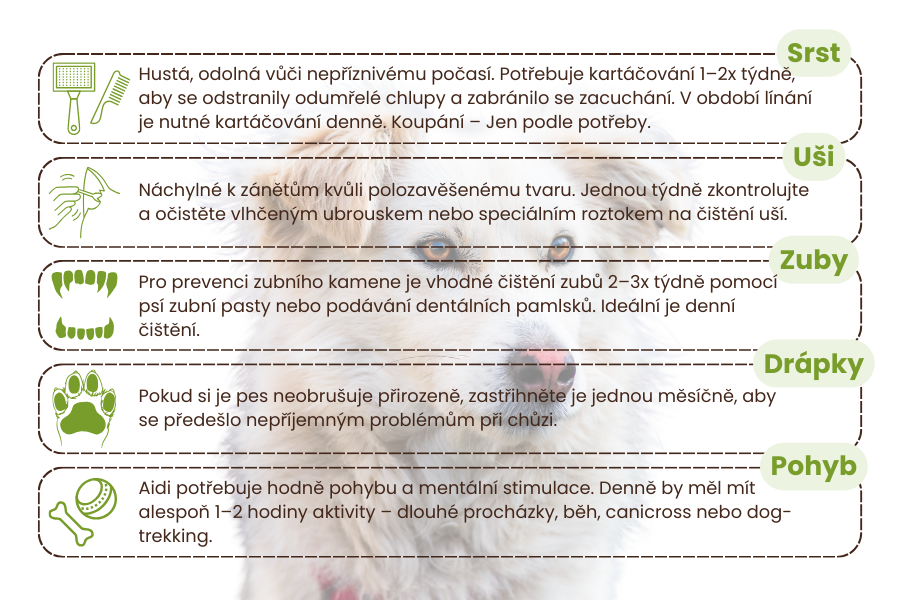 péče-o-plemeno-aidi