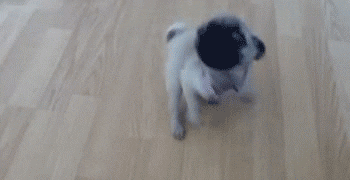 Proč si pes honí ocas? Giphy The BarkPost