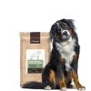 Bernský salašnický pes u krmiva pro dospělé psy velkých a obřích plemen