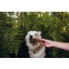 Produktová fotografie v přírodě - pes dostává od majitele sušenou divinovou kůži ke žvýkání