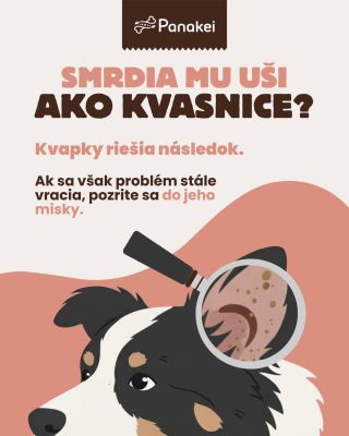 Smrdia mu uši ako kvasnice? 🛑 Kvapky nie sú jediné riešenie. Poznáte to: vyčistíte, nakvapkáte, na pár dní je pokoj... a...