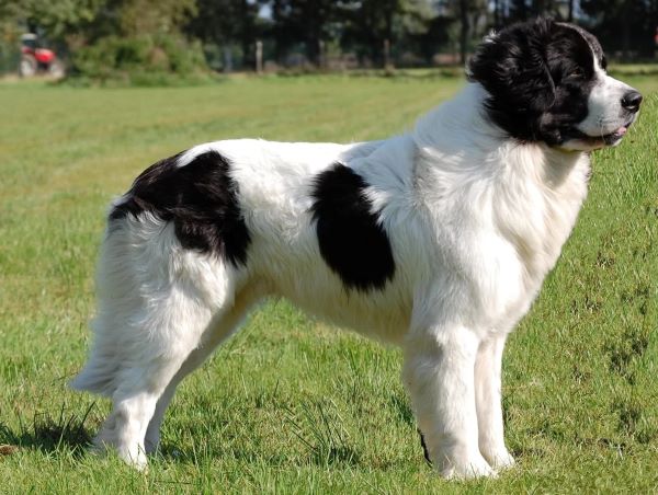 Landseer : Jemný obor pre milujúcu rodinu