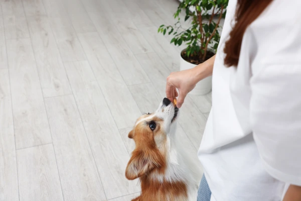 Ako odnaučiť psa skákať na ľudí? Praktický manuál pre slušný pozdrav