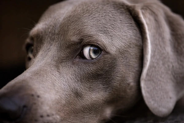 Ako ukľudniť psa? Často robíme presný opak toho, čo v skutočnosti potrebuje