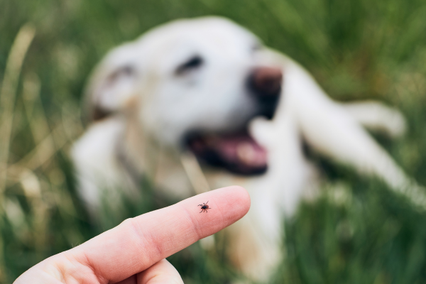 Ako správne vybrať kliešťa psovi? 5 osvedčených a bezpečných postupov