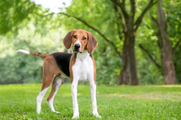 Americký foxhound je rýchly, húževnatý a miluje výzvy