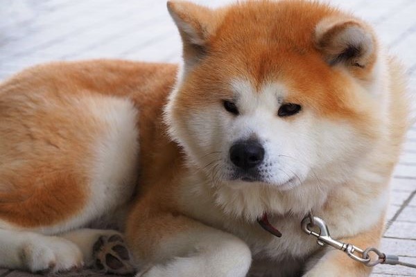 Akita Inu : tajomstvá správnej výchovy a chovu