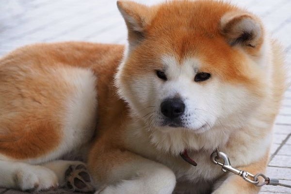 Akita Inu - kompletný prehľad o plemene