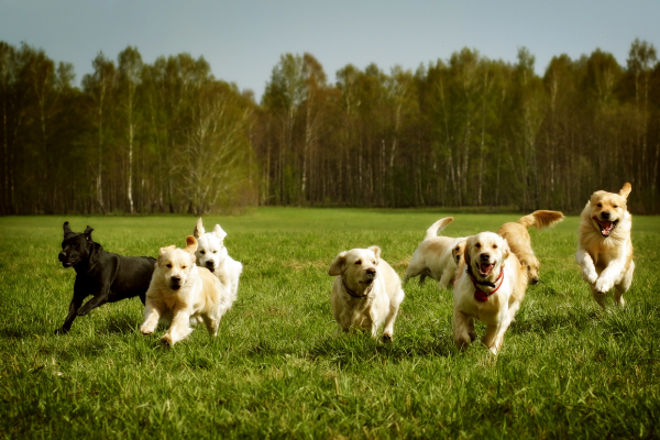 Ako si vybrať psa: Vlastnosti najobľúbenejších plemien