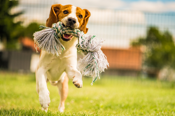 Ako potešiť vášho chlpáča? Tipy na hračky, aktivity a darčeky