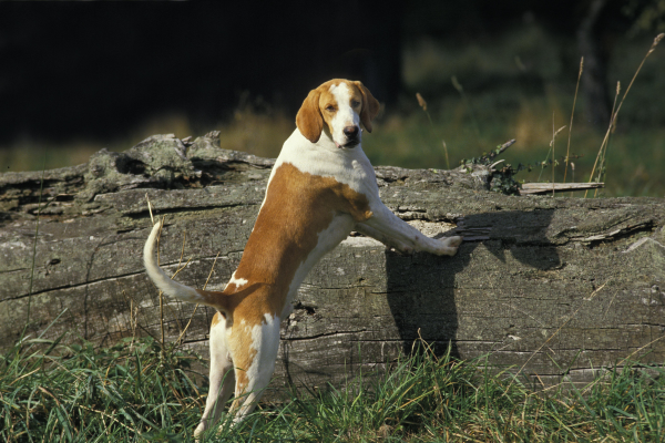 Francúzsky bielo-oranžový durič: Elegantný poľovnícky pes